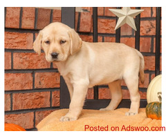 AKC English Labrador Retriever puppies for sale