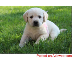 AKC English Labrador Retriever puppies for sale