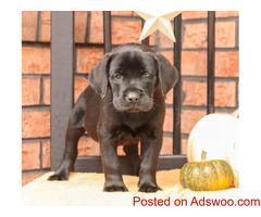 AKC English Labrador Retriever puppies for sale