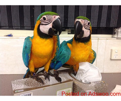 Magnificent Hyacinth Macaw & Blue and Gold parrots for sale