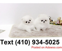 Mini t-cup pomeranian puppies for sale!!!!!
