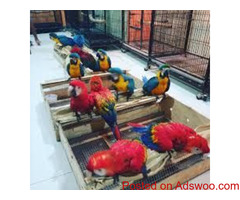 Pet Macaw Parrot Birds Species on Sale