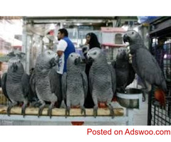 Opening a Private Bird Shop with Tamed & Trained Birds