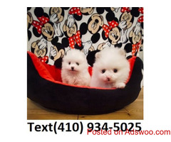 Tiny Teacup pomeranian puppies for sale...