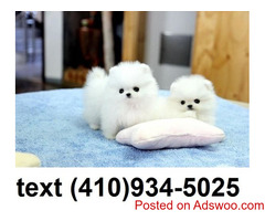 Outstanding Tiny T-cup pomeranian puppies for sale.!