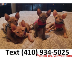 Amazing hairless sphynx kittens for sale.