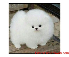 stunning little Teacup  males and females Pomeranian