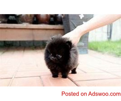 stunning little Teacup  males and females Pomeranian