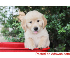 Golden Retriever Puppies
