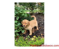 Golden Retriever Puppies