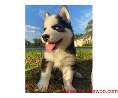 Siberian husky puppies for adoption