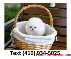 Mini t-cup Pomeranian puppies searching for new homes!