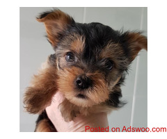 Yorkshire Terrier Puppies For Sale