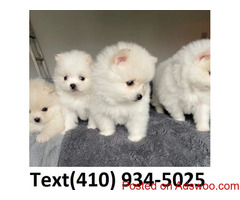 Tiny t-cup Pomeranian puppies available for sale!