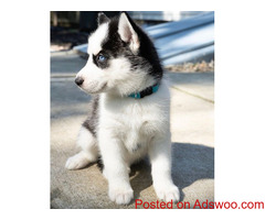 Lovely Siberian Husky Puppies