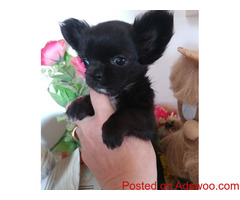 Chihuahua