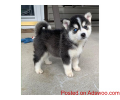 purebred Siberian Husky puppies with blue eyes.