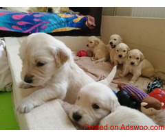 Golden Retrievers Puppies
