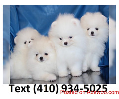 Akc reg. tiny t-cup pomeranian puppies for sale!!