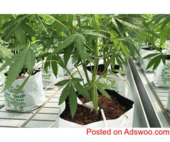Buy the Best  Biodegradable  Coir Growing Containers for Cannabis