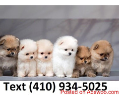 Beautiful tiny t-cup pomeranian puppies ready to go!