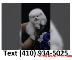 Cuttest mini t-cup pomeranian puppies for sale.