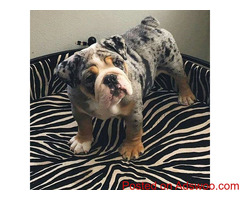 English bulldog puppies for sale