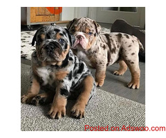 English bulldog puppies for sale