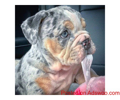 English bulldog puppies for sale