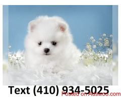 Fluffy snow white t-cup pomeranian puppies for sale!!!