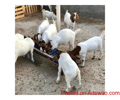 Pure Bred Boer Goats For Sell