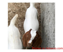 Pure Bred Boer Goats For Sell