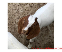 Pure Bred Boer Goats For Sell