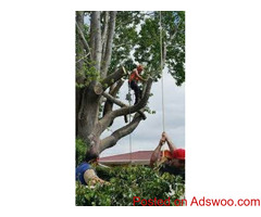 Tauranga Tree company