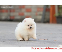 Teacup puppies available for adoption