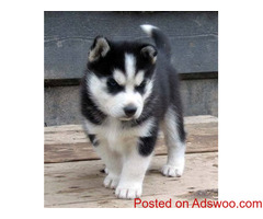 Siberian Husky