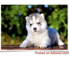 Siberian Husky