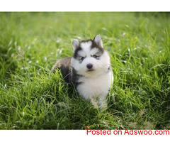Siberian Husky
