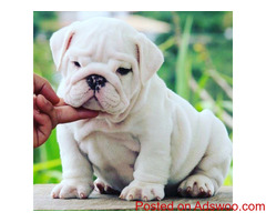 English Bulldog Puppy