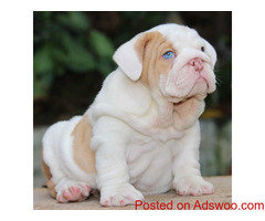 English Bulldog Puppy