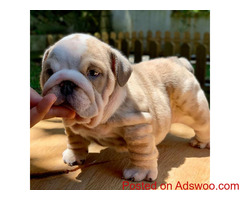 English Bulldog Puppy