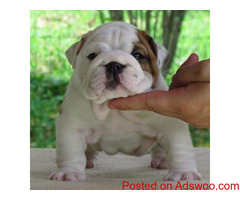 English Bulldog Puppy