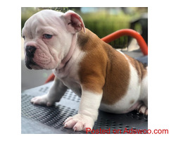 English Bulldog Puppy