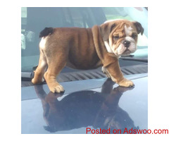 English Bulldog Puppy