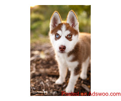 Siberian puppy husky