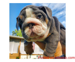 English Home Bullies