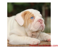 English Home Bullies