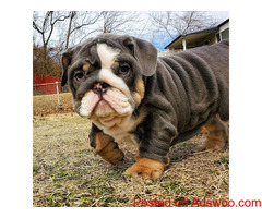 English Home Bullies
