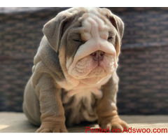 Bulldogs Puppies