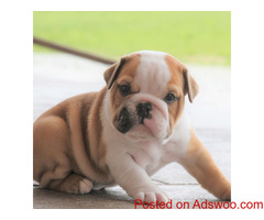 Bulldogs Puppies